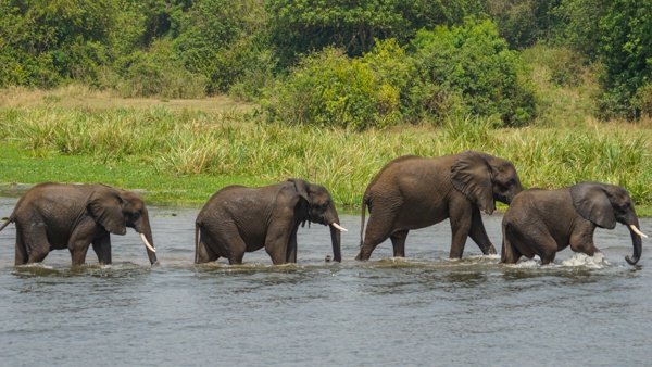 mURCHISONfALLS